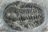 Bargain, Detailed Gerastos Trilobite Fossil - Morocco #363946-2